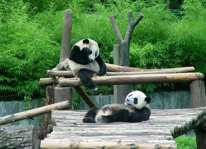 成都熊猫基地