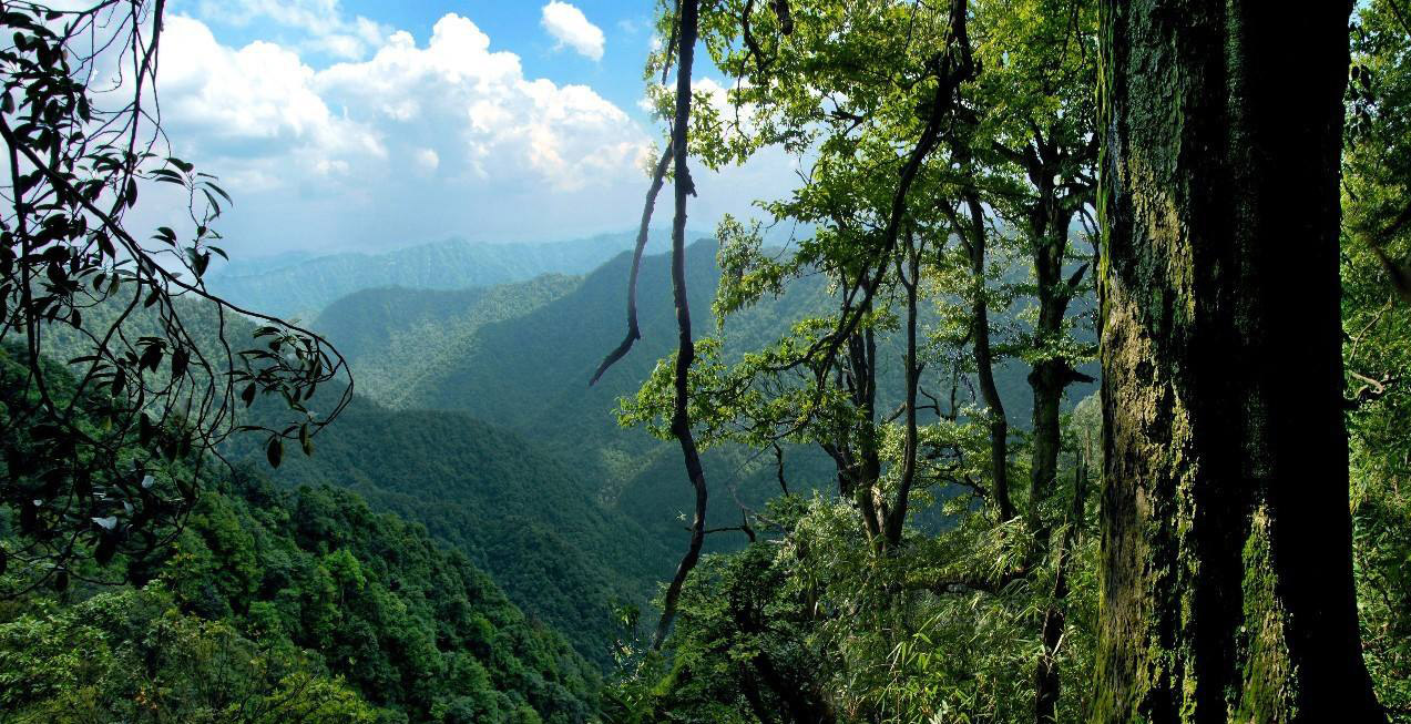 黄荆老林旅游景区